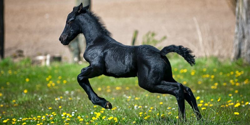 Mơ thấy ngựa thể hiện nhiều con số may mắn 