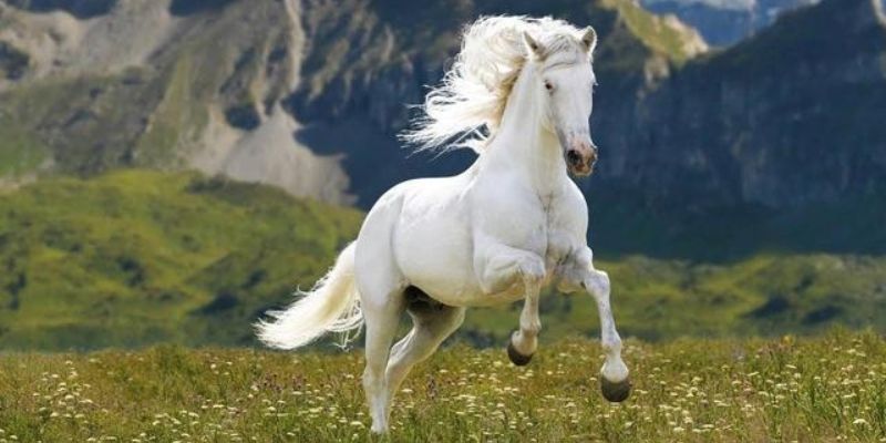 Mơ thấy ngựa trắng mang đến điềm tốt lành 